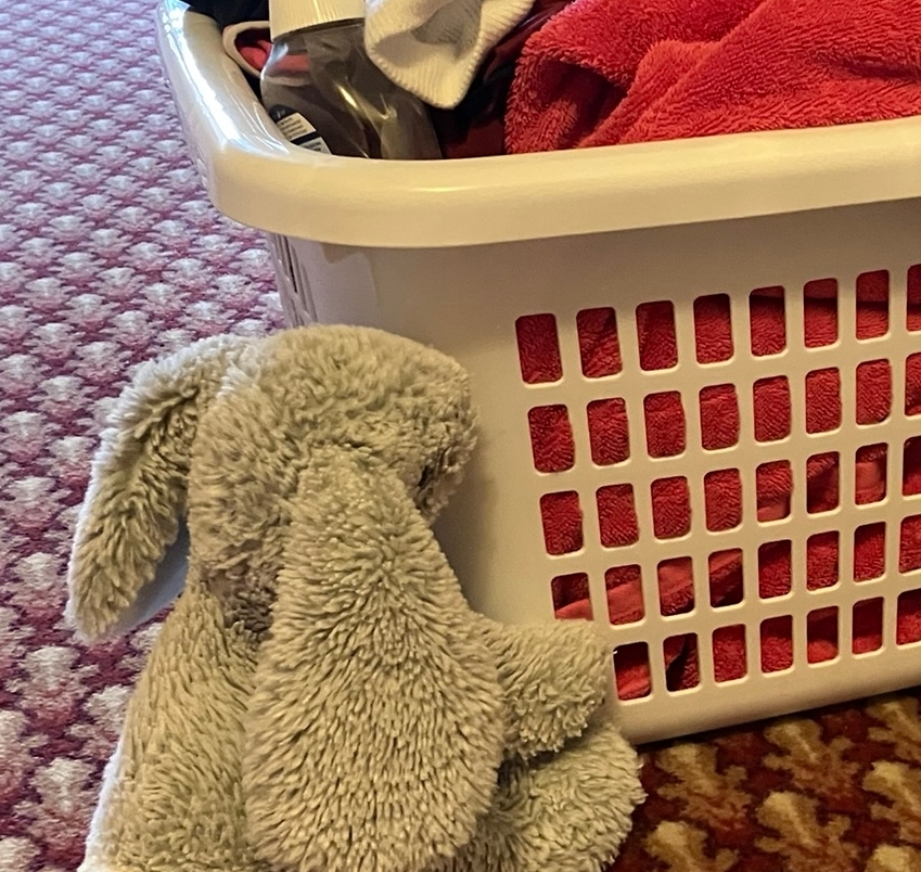 bluebell by a basket of laundry